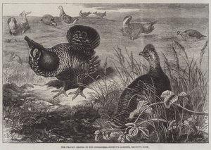 Il gallo della prateria nei giardini della Zoological Society, Regent